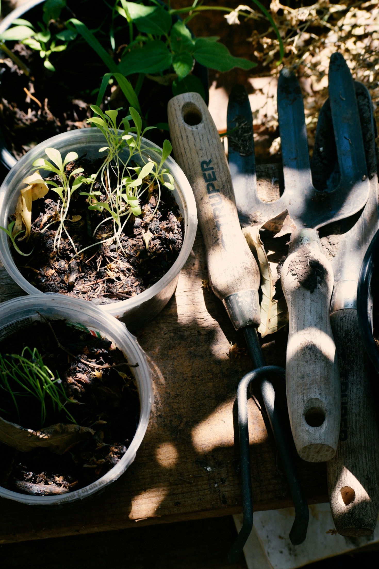 10 Essential Gardening Tools for Beginners