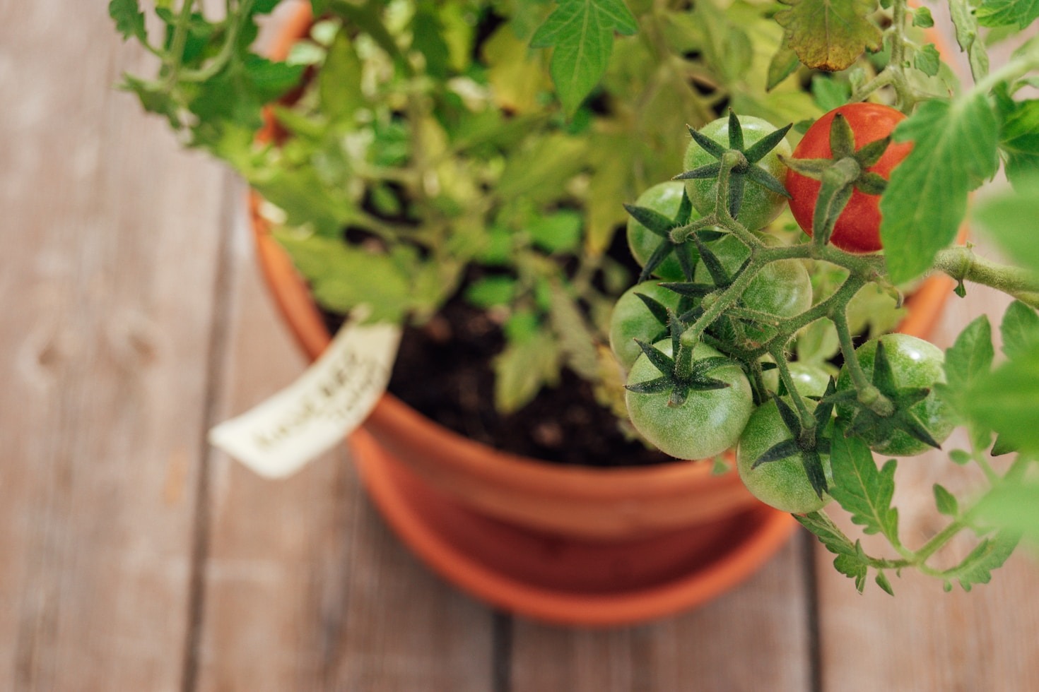 How to Start Your First Herb Garden